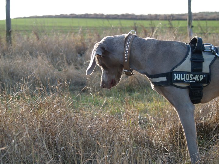 Glücksjäger - Beginner Hund beim Jagen